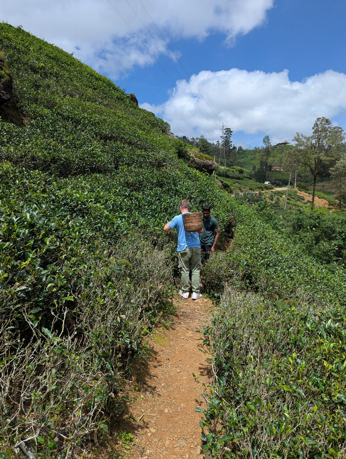 Theeplantage in Sri Lanka met groene heuvels - herkomst Ceylon zwarte thee