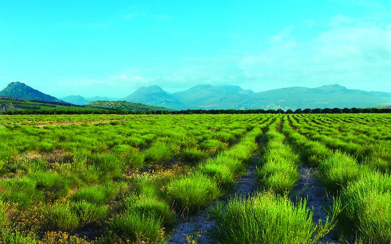Rooibos thee bij Tante Rie Borne Twente